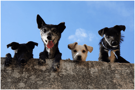 Dog Bite Injury Steps to Take After Attack in Georgia | Call 678-310-2827 for free consultation.