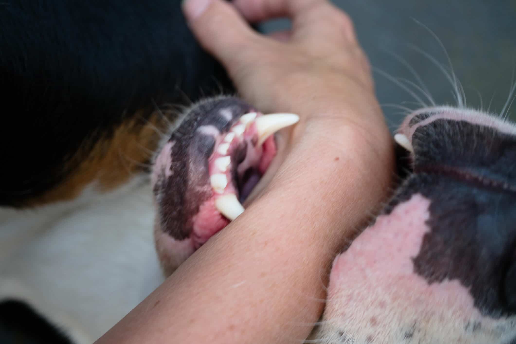 Has Dog in Georgia Bitten You? | Call 678-310-2827 for free consultation.